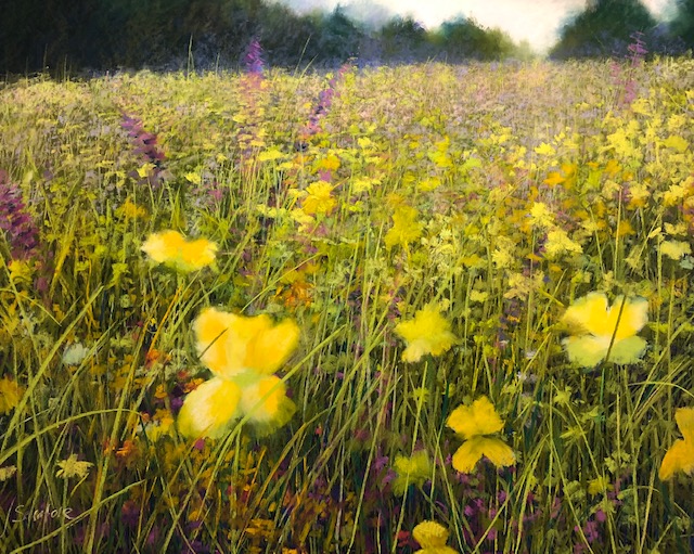 Wildflower Series by Nick Serratore